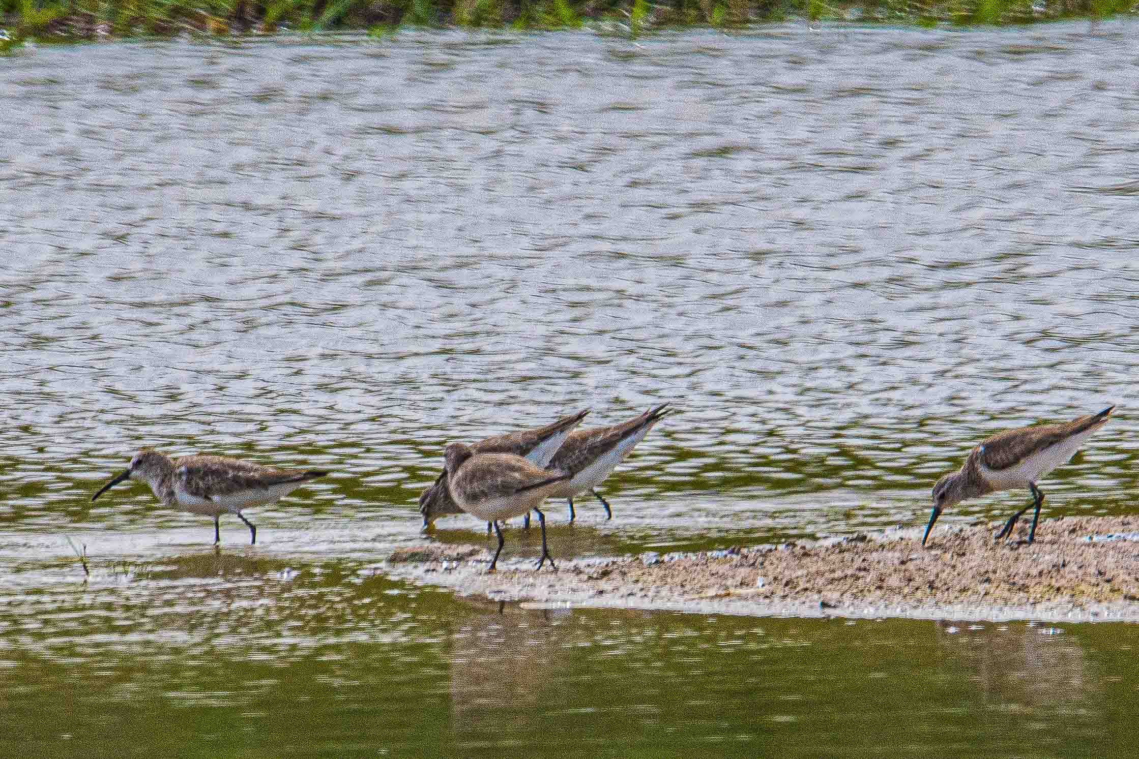 Bécasseaux Cocorli en plumage internuptial (Curlew sandpiper, Calidris ferrugina), Technopole de Dakar Pikine, Sénégal.